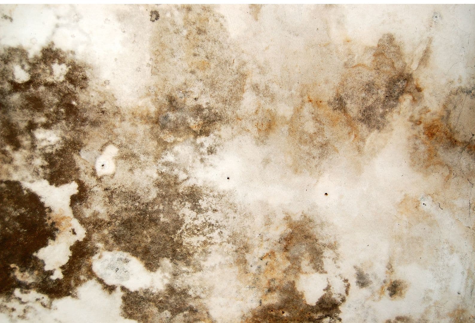 Close-up macro view of mold colony growth